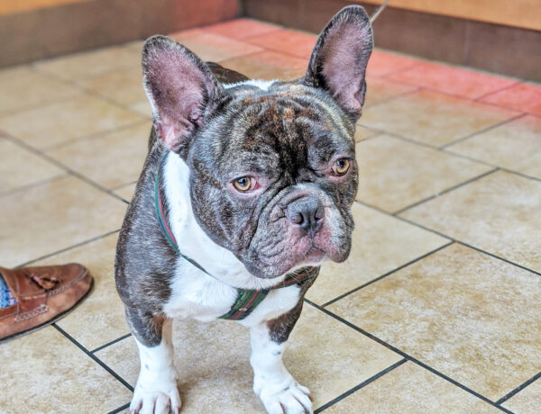 The French Bulldog puppy at the breakfast store.