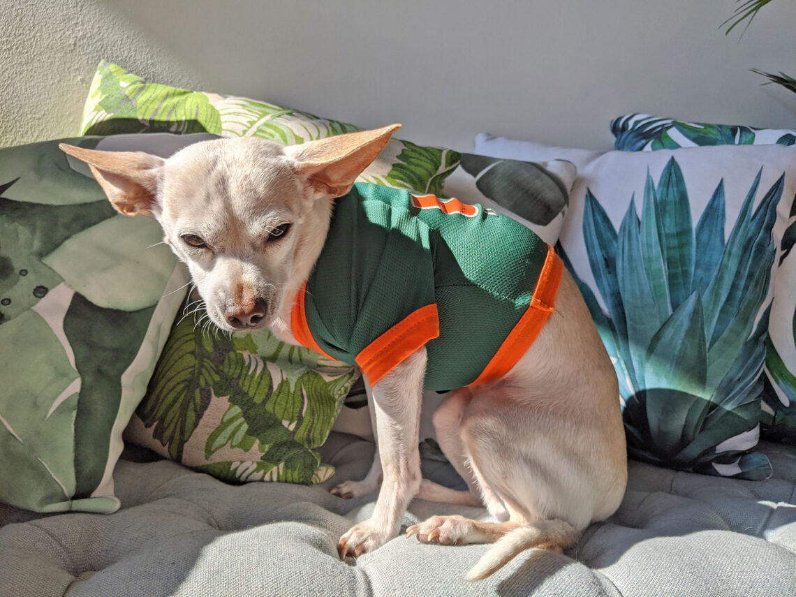 Gunter the Chihuahua wearing his new University of Miami gear.