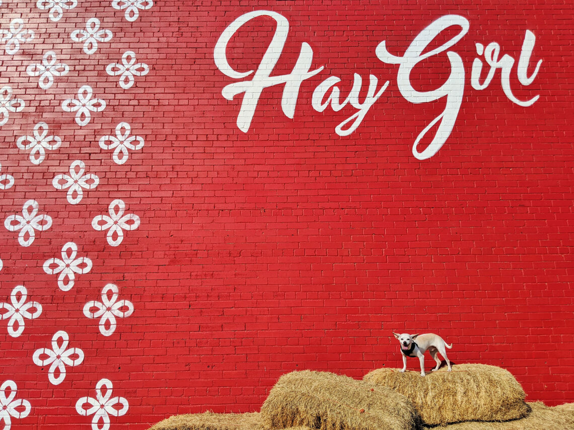 Gunter the chiweenie in front of the Dallas Hay Gurl mural.