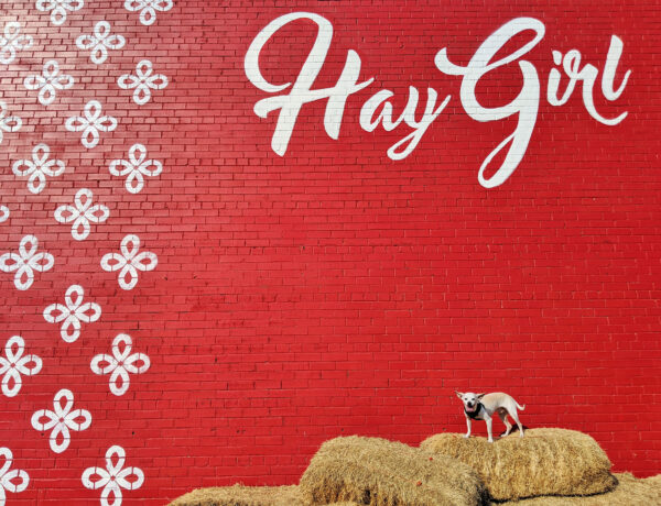 Gunter the chiweenie in front of the Dallas Hay Gurl mural.