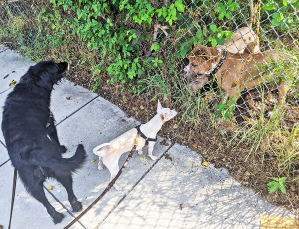 Ingrid and Gunter meeting the Ivy City pitbulls.