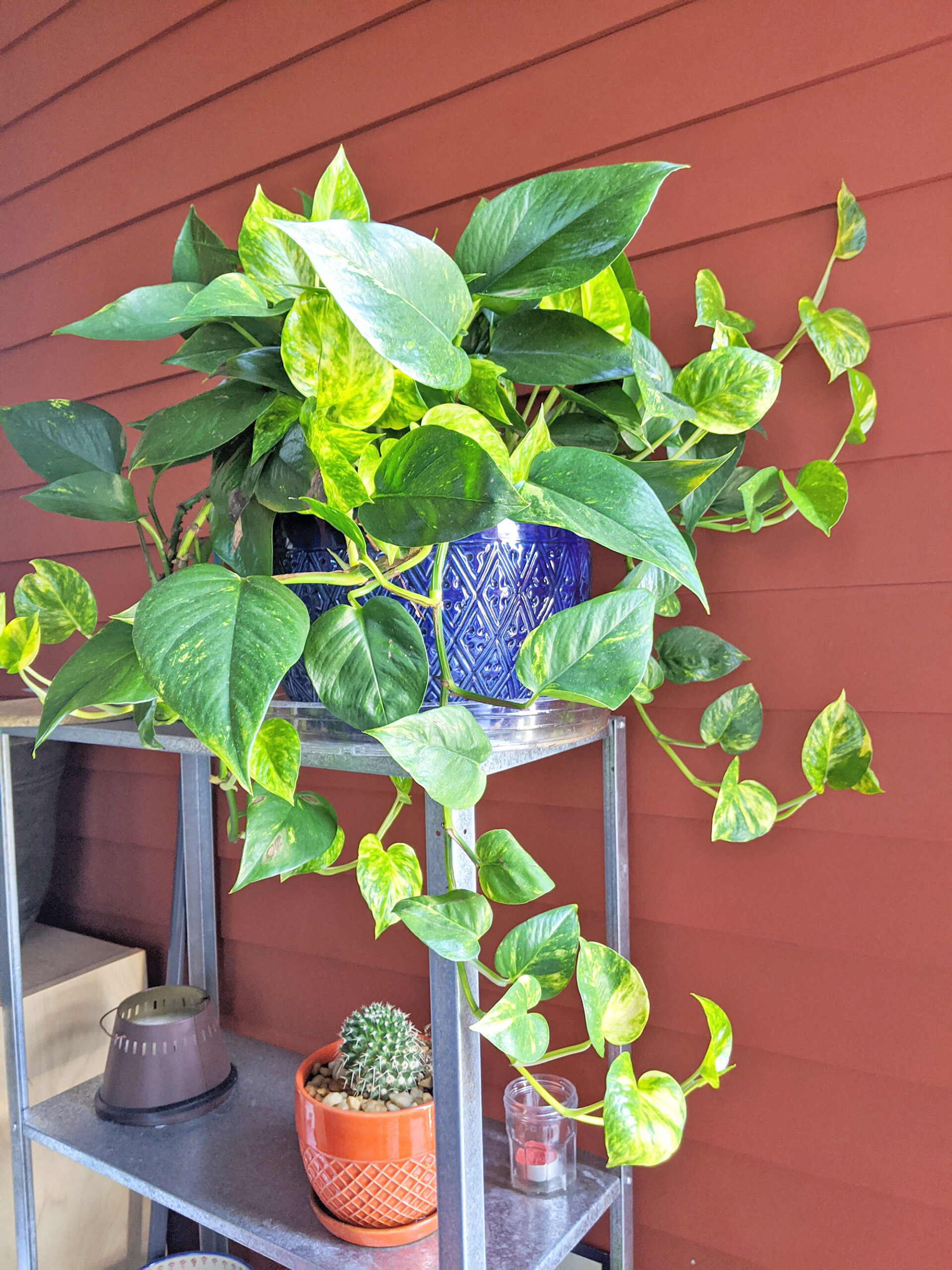 My pothos somehow survived the horrible Dallas heat.