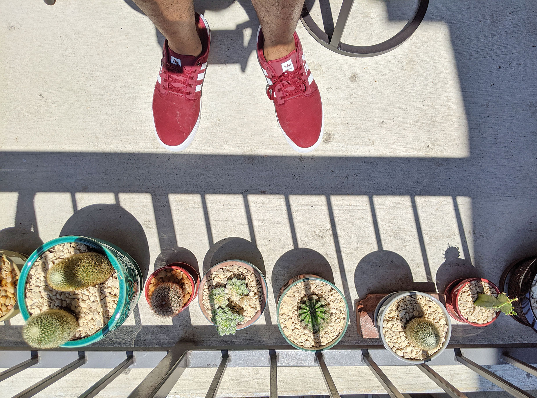 The new cacti, which fared a little better than my other balcony plants.