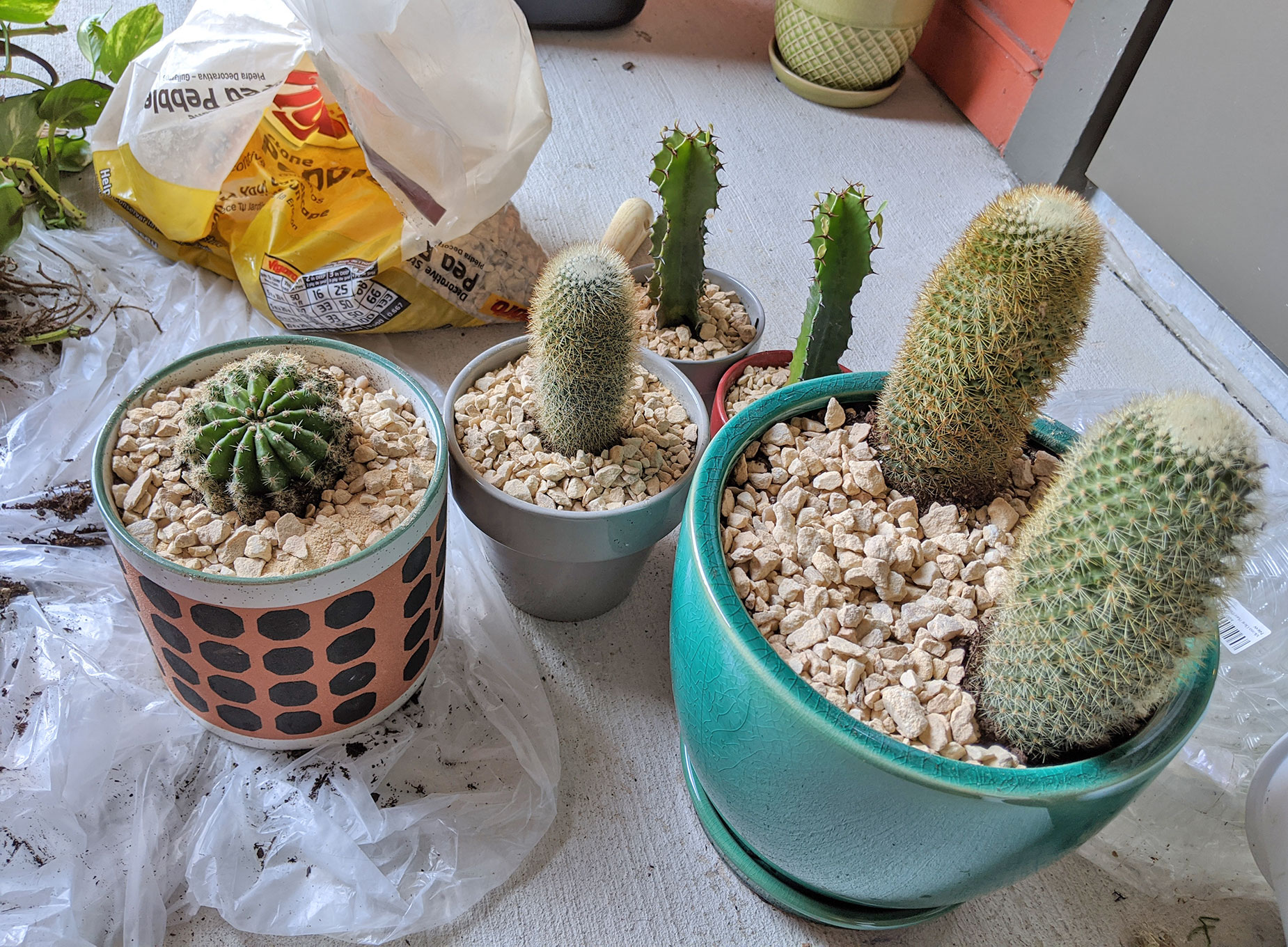 The new cacti that I bought to replace my other plants.