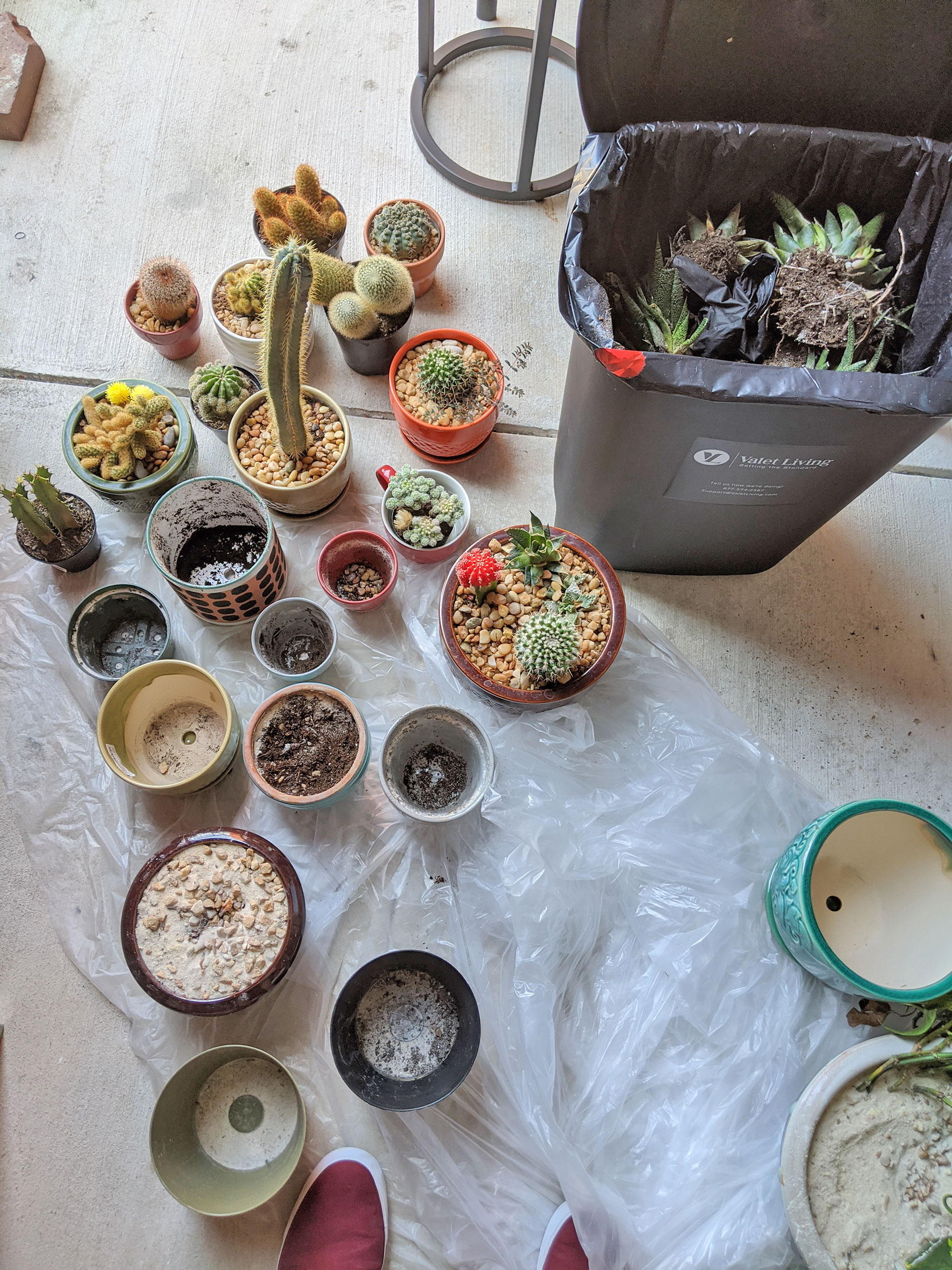 Repotting all of my plants after a major die-off.