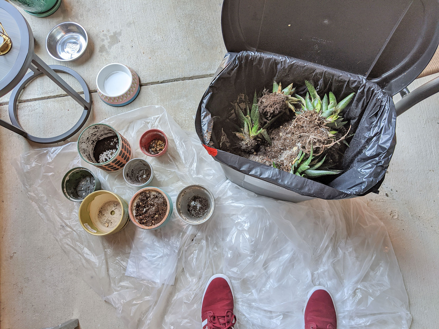 Trashing my succulents that did not survive the crickets and the Texas heat.