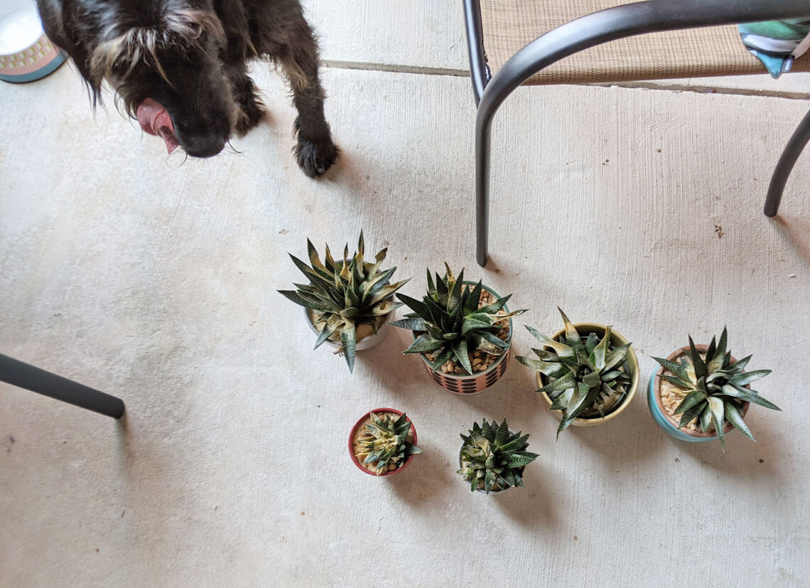 Ingrid inspecting my Haworthia succulent plants that did not survive the Texas heat.