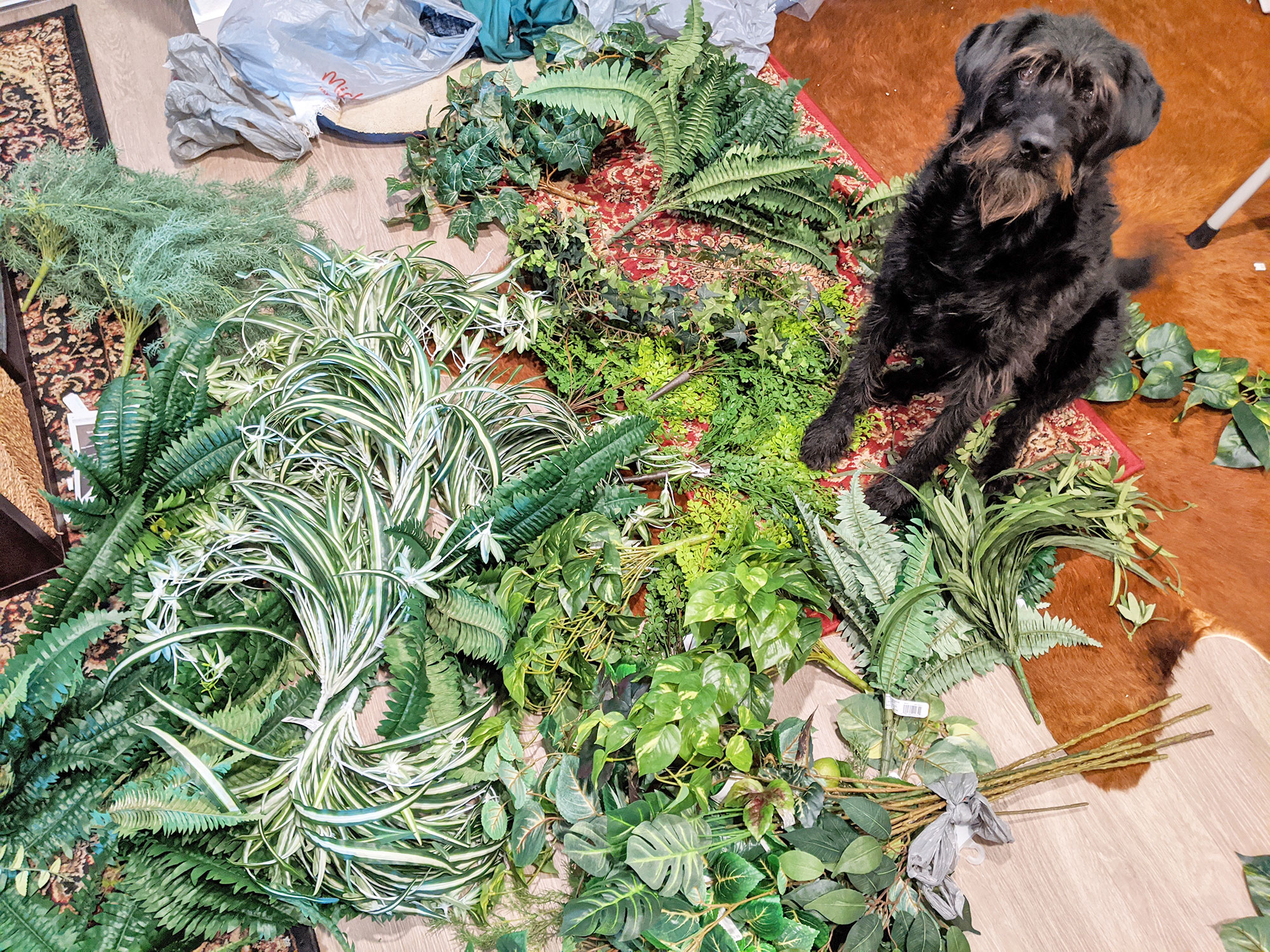 Ingrid the labradoodle looking very confused by the amount of faux green plants in the apartment.