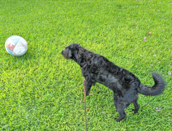 Ingrid the labradoodle terrified by a ball.