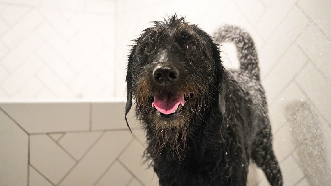 Ingrid the Labradoodle getting a shower in our Dallas apartment building.