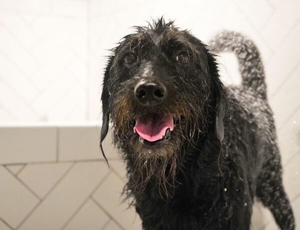 Ingrid the Labradoodle getting a shower in our Dallas apartment building.