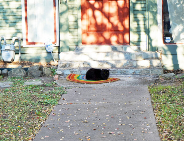 An outdoor black cat in Dallas' gayborhood.