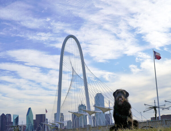 Ingrid the labradoodle with downtown Dallas in the background.