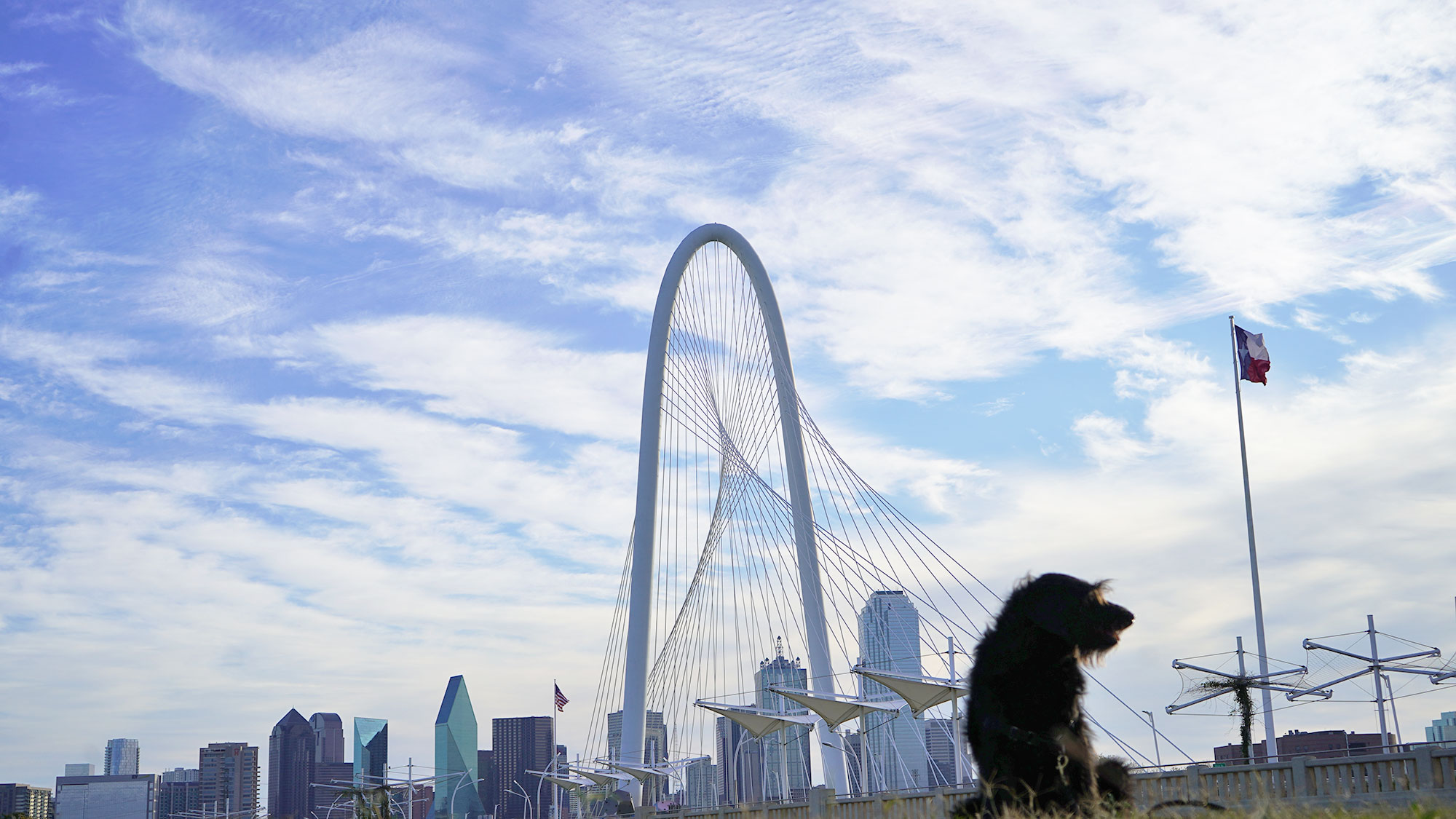 Ingrid the labradoodle with downtown Dallas in the background.