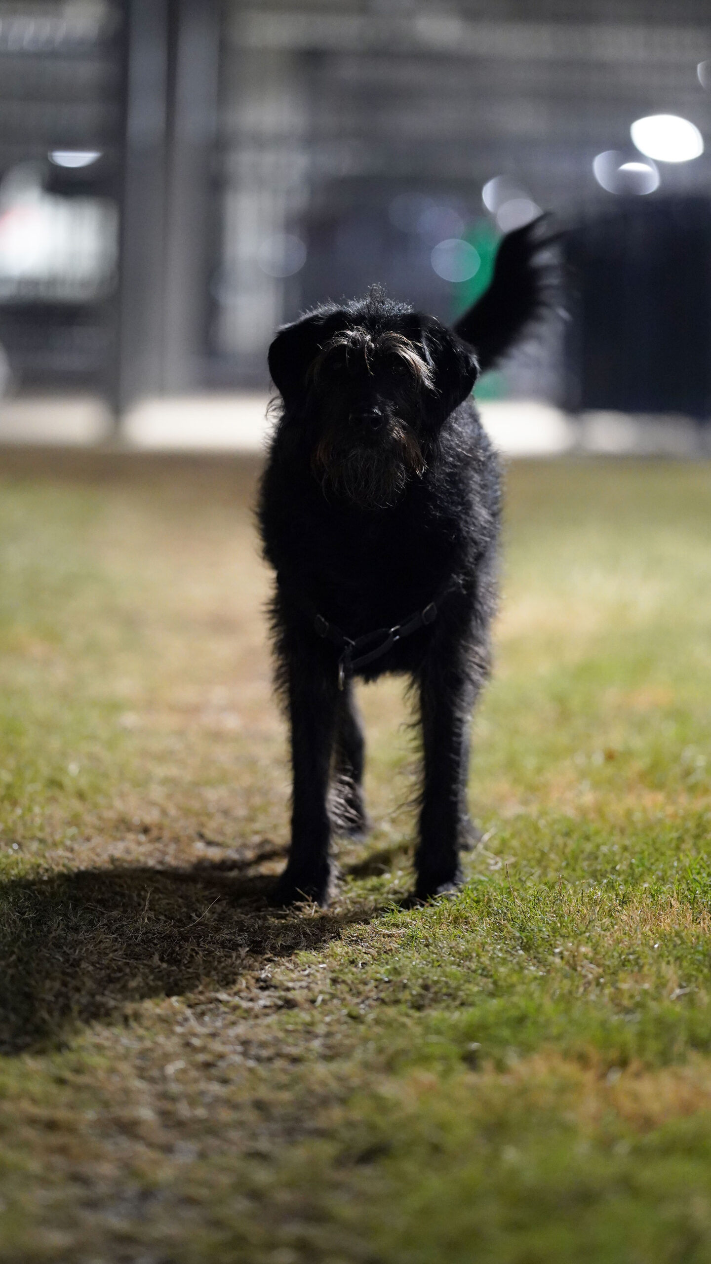My black labradoodle Ingrid at our apartment building dog run.