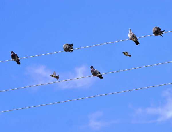 A close-up of pigeons in Oak Lawn, Dallas.