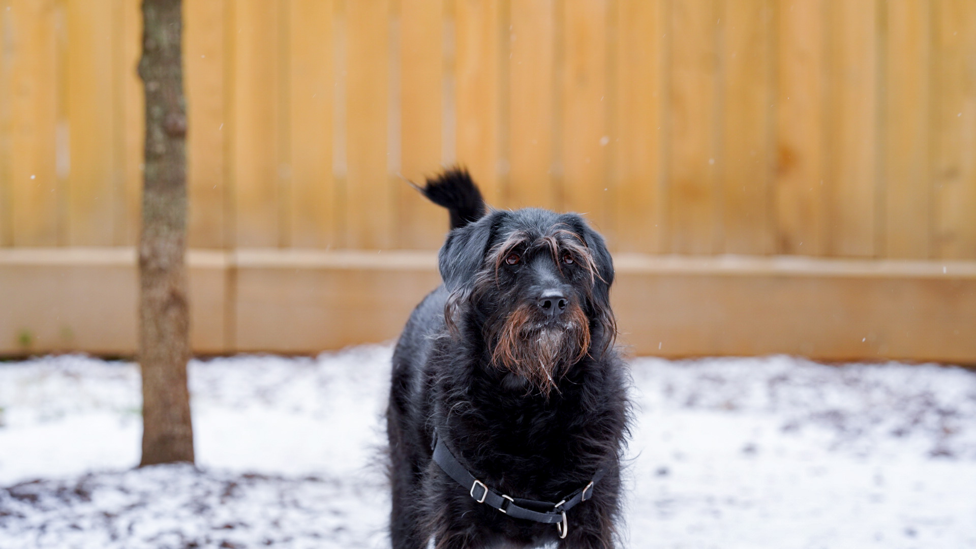Ingrid the labradoodle during the winter storm.