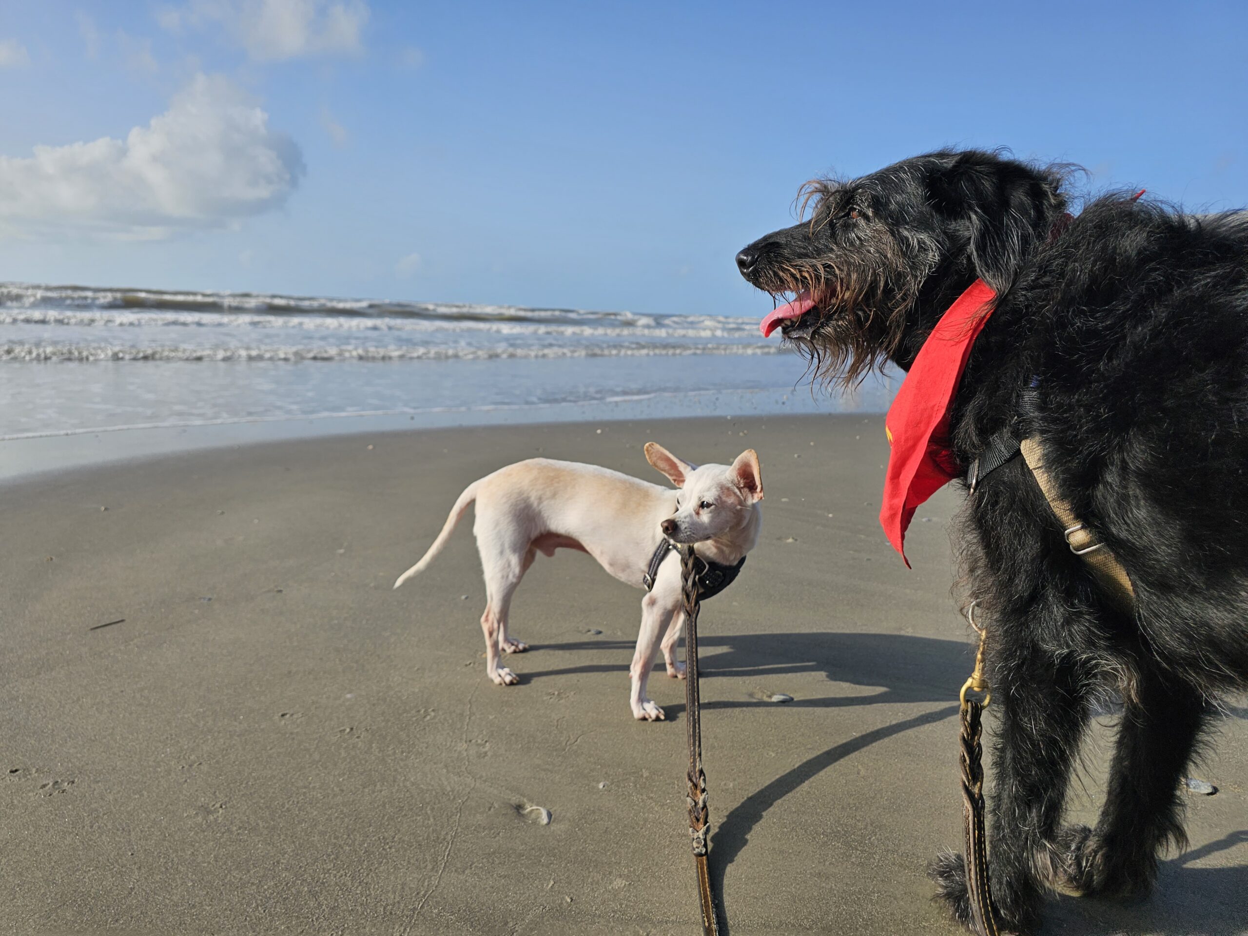 The dogs Ingrid and Gunter on Galveston Beach.